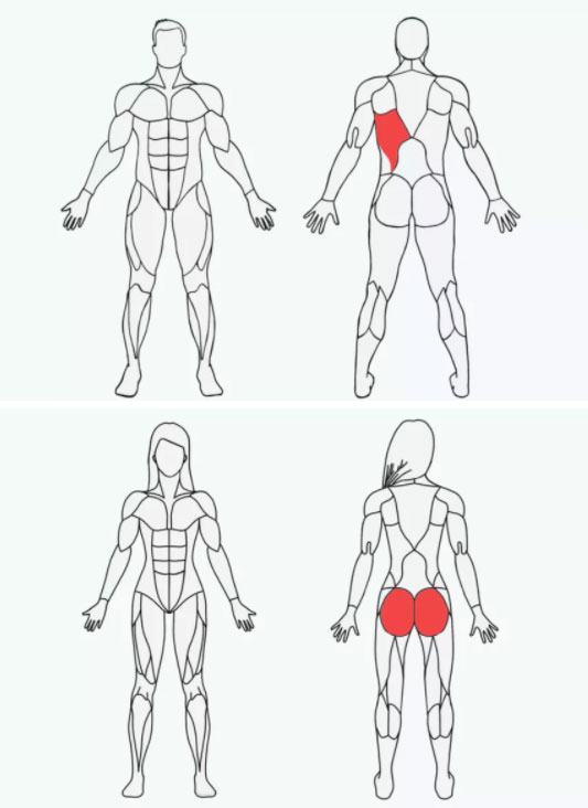 MuscleWiki 锻炼肌肉方法